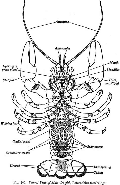 Pin by 수혜 홍 on Lobster | Crayfish, Biology, Arthropods