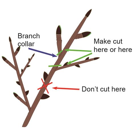 Winter Pruning