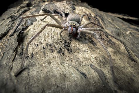 Prehistoric Giant Spiders