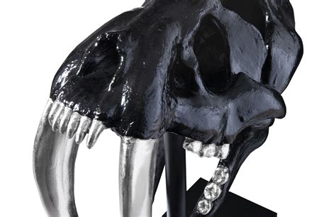 Saber Tooth Tiger Skull, Black | Decorative Objects