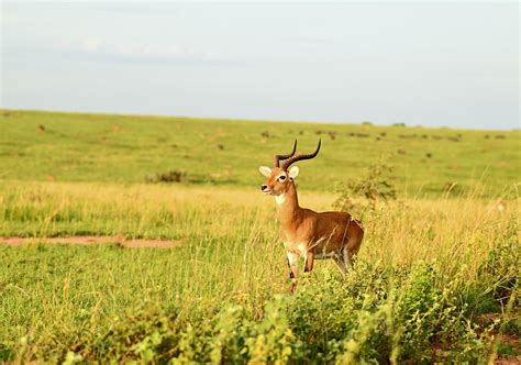 Antelope Grassland National - Free photo on Pixabay - Pixabay