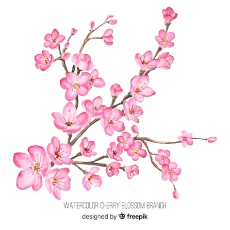 Watercolor cherry blossom branch Vector | Free Download