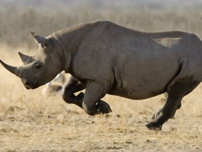 Black Rhinoceros