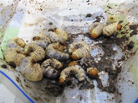 Stag Beetle larvae | Found in the garden of a house on High … | Flickr