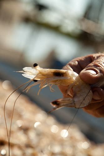 Warning Signs Flash at the Start of a Crucial Shrimp Season in the Gulf ...