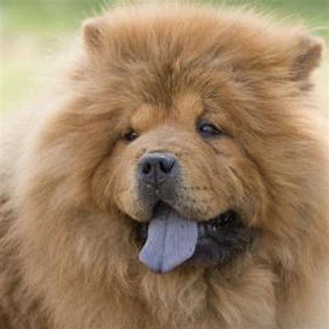 Diet of a Chow Chow | Cuteness