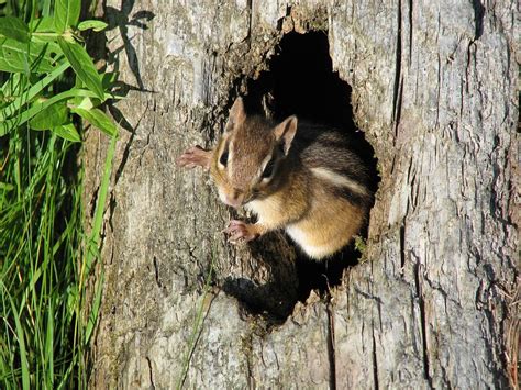 Chipmunks | Animal Trackers Wildlife Company