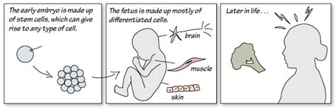 The Epigenome Learns From Its Experiences