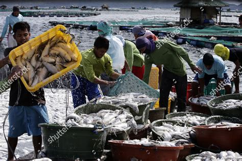 Filipinos Collect Dead Fish Taal Lake Editorial Stock Photo - Stock ...