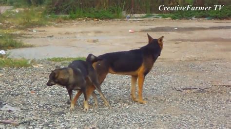 Dogs Mating Nature Long Times ★ The Animal World Part 1 - YouTube