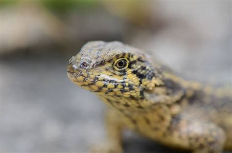 Meet The Curly Tail Lizard That Will Eat Almost Anything