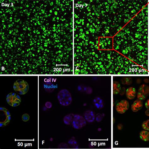 Characterization of time-dependent hydrogel properties (DRC2: ; DRC4:... | Download Scientific ...