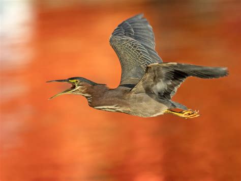 Green Heron in flight | Smithsonian Photo Contest | Smithsonian Magazine