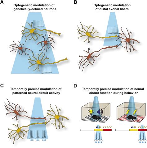 Integrating Optogenetic and Pharmacological Approaches to Study Neural Circuit Function: Current ...