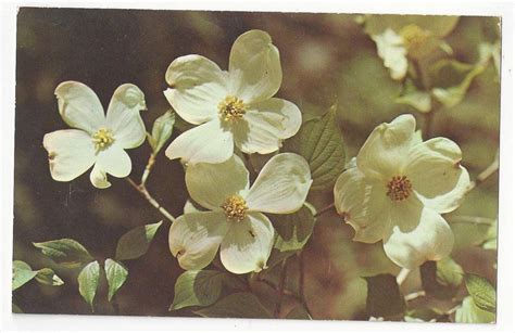 NC Dogwood North Carolina State Flower Vtg Chrome Postcard | United States - North Carolina ...