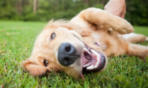 Golden Retriever Playing – Waggy Walkys Pet Care | Northern Virginia, Maryland and DC | Dog ...