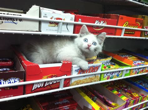 Bodega Cats | Bodega cat, Cats, Crazy cats