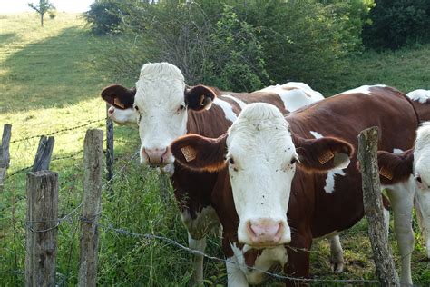 Abondance cattle @ Pasture @ Hike to Gorges du Chéran, Tou… | Flickr