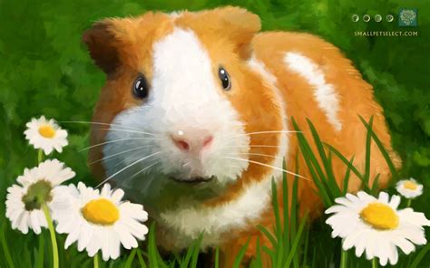 Guinea Pig Wallpapers - Wallpaper Cave