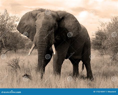 Elephant Wildlife Safari in the Kruger National Park, Stock Image - Image of charging, mammal ...