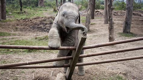 Así fueron las fugas de animales más espectaculares del zoológico de Moscú - Russia Beyond ES