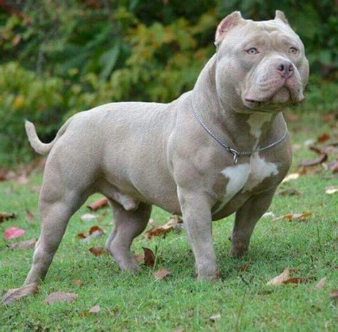 How Much Are Micro Bullies | Puppies Cares