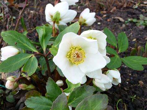 Helleborus niger - Riverside Garden Centre