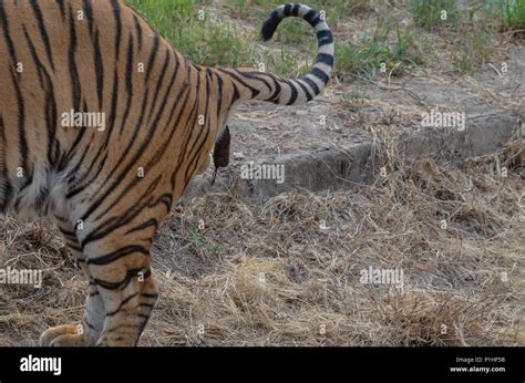 Royal Bengal Tiger, New Delhi, India- April 5, 2018: A Royal Bengal ...