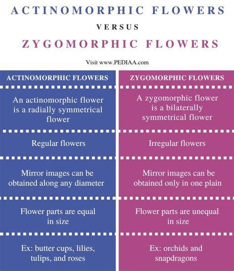 What is the Difference Between Actinomorphic and Zygomorphic Flower - Pediaa.Com