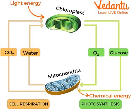 Relationship Between Photosynthesis and Respiration