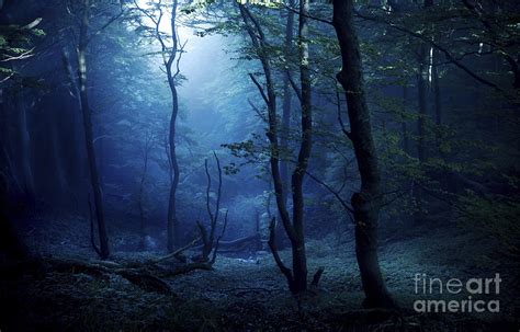 Misty, Dark Forest, Liselund Slotspark Photograph by Evgeny Kuklev ...