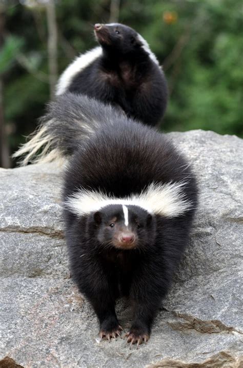 White Striped Skunks | Cute animals, Mammals, Animals beautiful