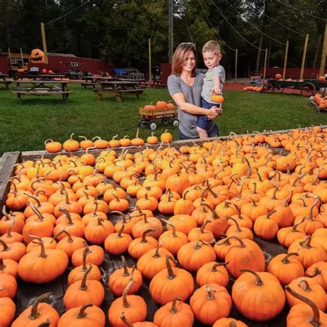 Pumpkin Patch - Mclaurin Farms