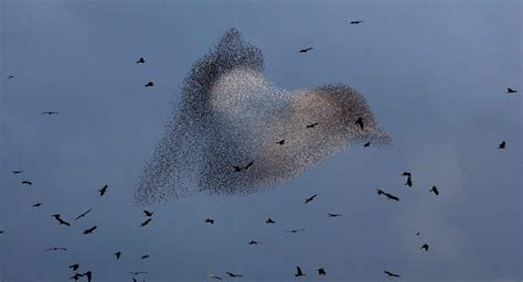 Starling murmuration - Los Angeles Times