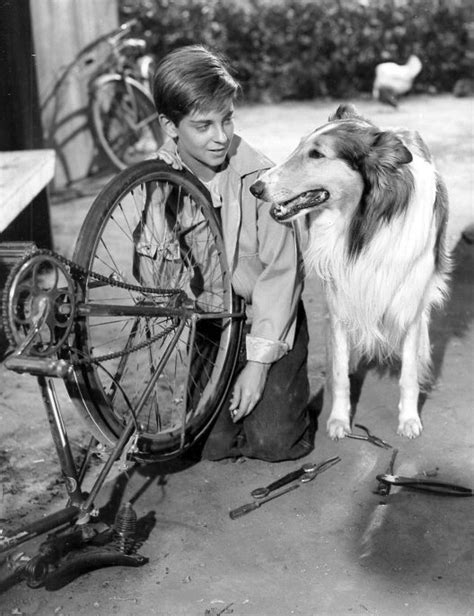 Lassie – Wikipedija/Википедија