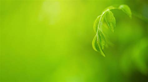 Beautiful nature view of green leaf 2454752 Stock Photo at Vecteezy