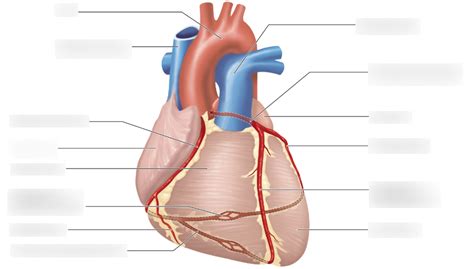 coronary circulation diagram Diagram | Quizlet