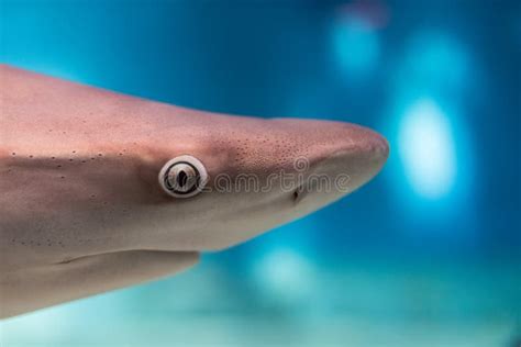 Shark Eye Close Up Detail Macro Ready To Attack Stock Photo - Image of ...