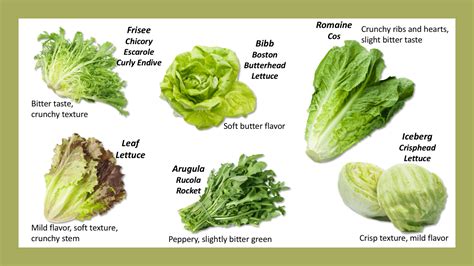 Types Of Lettuce For Salads