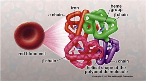 Types of Thalassemia | Northern California Comprehensive Thalassemia Center