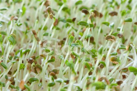 Alfalfa Sprouts Macro Stock Photos - FreeImages.com