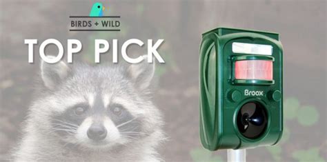 What Is The Best Raccoon Repellent? » Birds & Wild