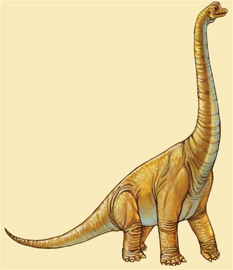 Ultrasaurus Pictures & Facts - The Dinosaur Database