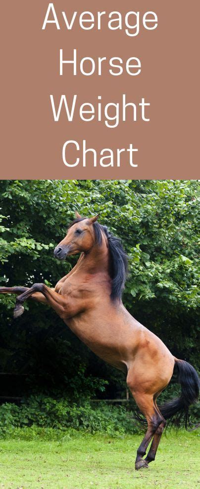 Average Horse Weight Chart | Horse weight, Weight charts, Horses