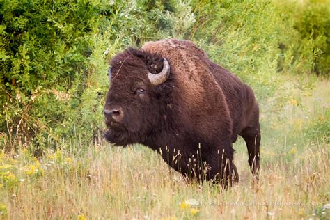 Running Bison | A bison runs after winning a contest between… | Flickr