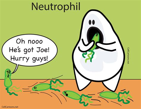 Neutrophil phagocytosis - Cell Cartoons