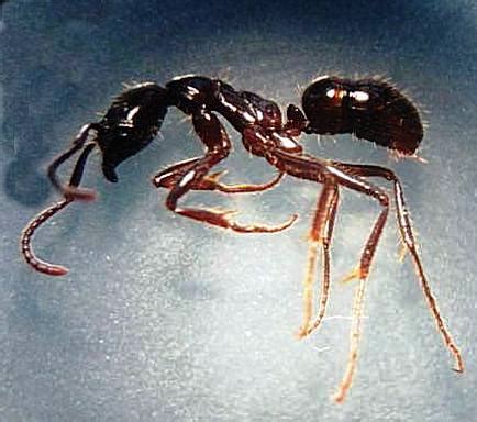 Can anyone identify this ant species? | ResearchGate