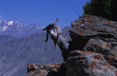 Mountain Goat in Pakistan - David McNamara