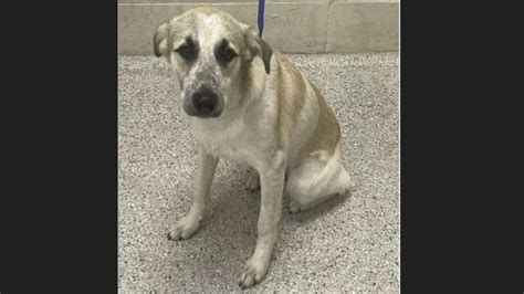 Montgomery County Animal Shelter – Animals Received 12/18/23 ...