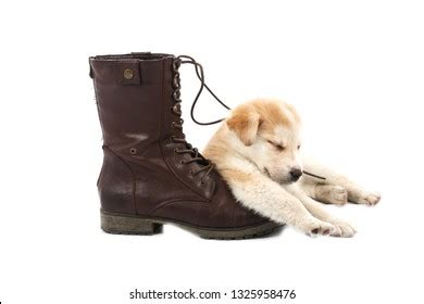 Cute Puppy Dog Sleeping On Boot Stock Photo 1328243255 | Shutterstock